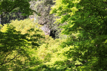 香川県小豆島町　寒霞渓　老杉洞（表１２景　第４景）