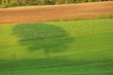 畑に伸びるセブンスターの木の陰影