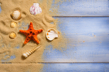 Sea shells on the wooden floor
