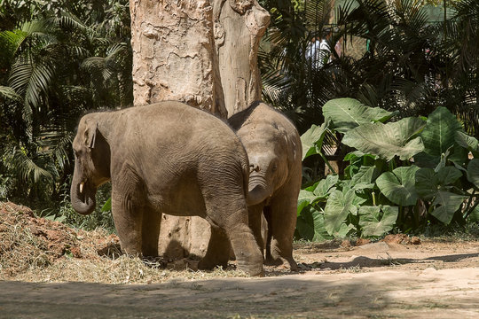 Photo of a pair of juvenile Asian elephants playing in the hot Indian sunshine
