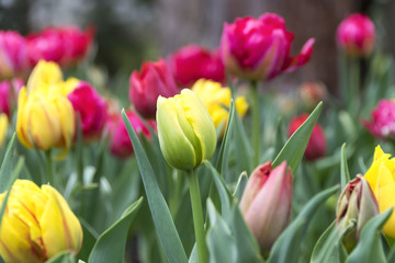 Flower bed of tulips