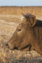 Domestic Cow portrait
