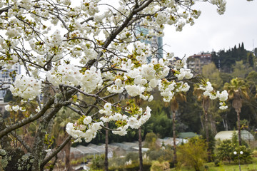  cherry blossoms sakura