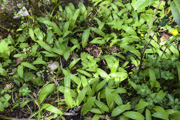 Leaves of wild garlic