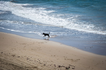 Playful Dog running in the water at sunny beach in Cadiz, Spain