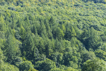 Thick forest in Wiltshire UK.