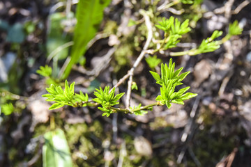 Young green leaves spring