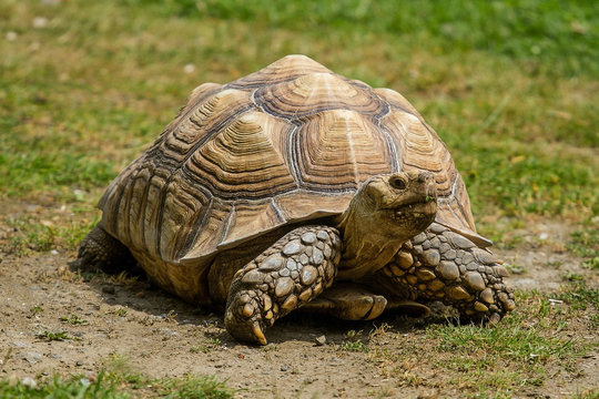 photo of an African Spur-thighed Tortoise walking in the sunshine