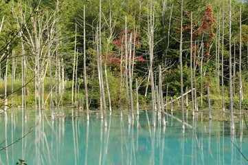 北海道美瑛の青い池