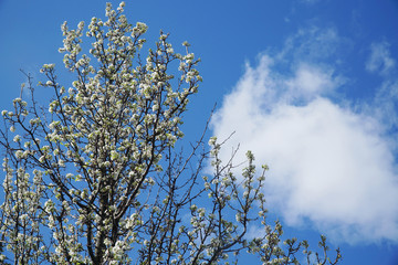 white flower on the tree branch blossom in spring
