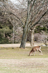 Obraz na płótnie Canvas Deer in Nara Park is a public park located in city of Nara, Japan at foot of Mount Wakakusa, established in 1300s and one of the oldest parks in Japan, the park is under the control of Nara Prefecture