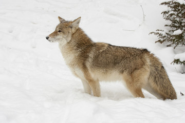 Coyote, profile,  standing in snow with evergreen trees in background