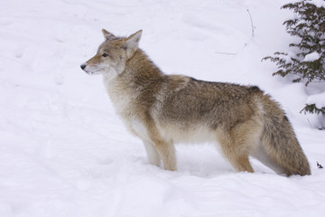 Coyote profile view