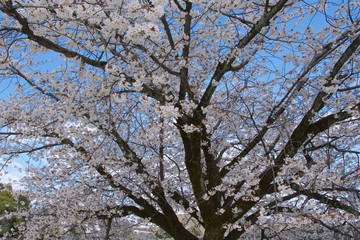 Cherry Blossom in Japan
