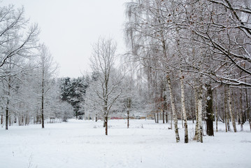 Birch and other trees snowy landscape