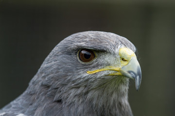 photo portrait of an alert Grey Falcon