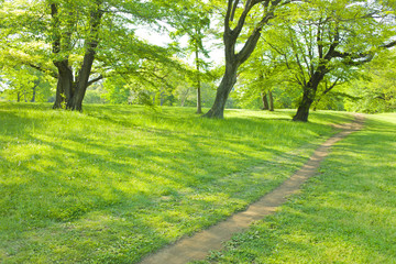 公園　散歩道