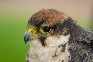 photo portrait of Peregrine Falcon