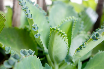 Kalanchoe pinnata