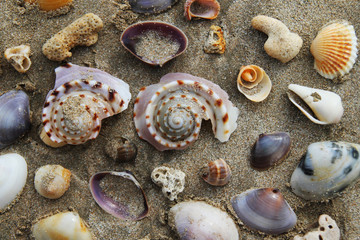 Travel to island Koh Lanta, Thailand. Colorful seashells on the sand beach.