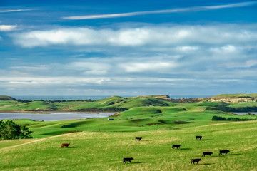 Fototapeta premium Endless green pasture