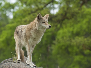 Naklejka na ściany i meble Coyote on rock searching for next meal with green trees in background