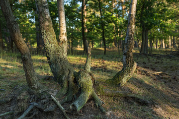 Forest landscape