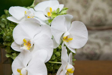 white orchid flowers on the wood background top view