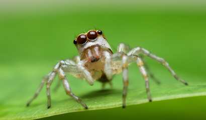 Jumping Spider,Thailand.
