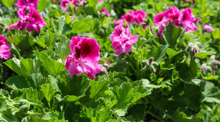 Pink Colorful flowers