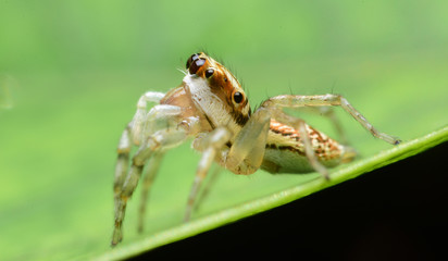 Jumping Spider,Thailand.