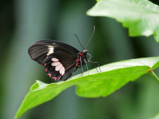 Schmetterling auf Blatt