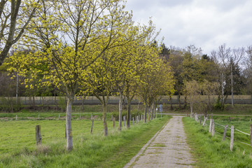 Im Umkreis der Lesum in Bremen-Marssel im Frühling