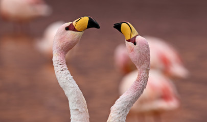 Pair of James Flamingo (Phoenicoparrus jamesi) at Laguna Colorada (Bolivia)