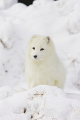 Obraz premium Arctic Fox in deep white snow
