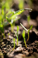 Small plants on the ground in spring