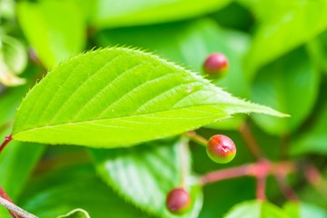 Green leaf and berries in spring