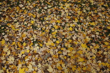 Fall leaves in grass 
