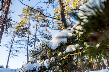 Pine branch with snow on a sunny day