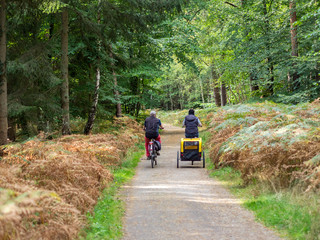 Fototapeta premium Fahrradtour im Wald