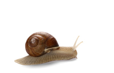 snail isolated on white background, Helix pomatia