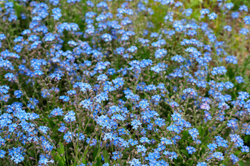 ブルーのワスレナグサ