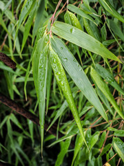 multiple water droplets on leaves