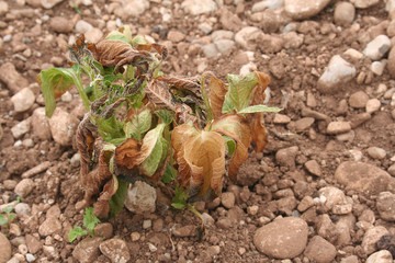 Piante di patata nell'orto danneggiate dal gelo