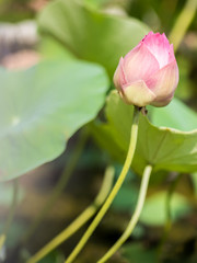 Sacred lotus flower in garden