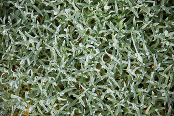 plants leaves texture