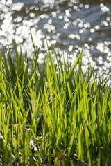 Grass and water.