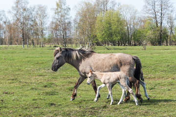 Obraz na płótnie Canvas Wild horses family in spring.