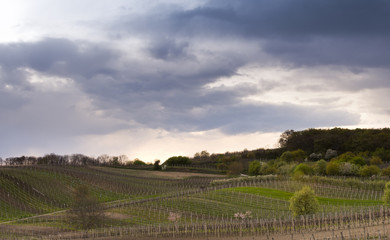 Fototapeta na wymiar Vineyards in spring