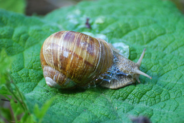 Snail crawling on green leaf in garden after rain. Snail on a big green leaf